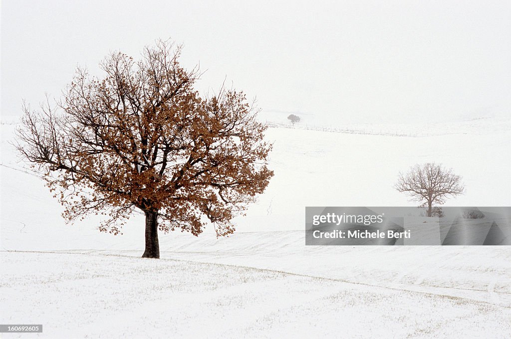 Trees layering on snowy rolling hills