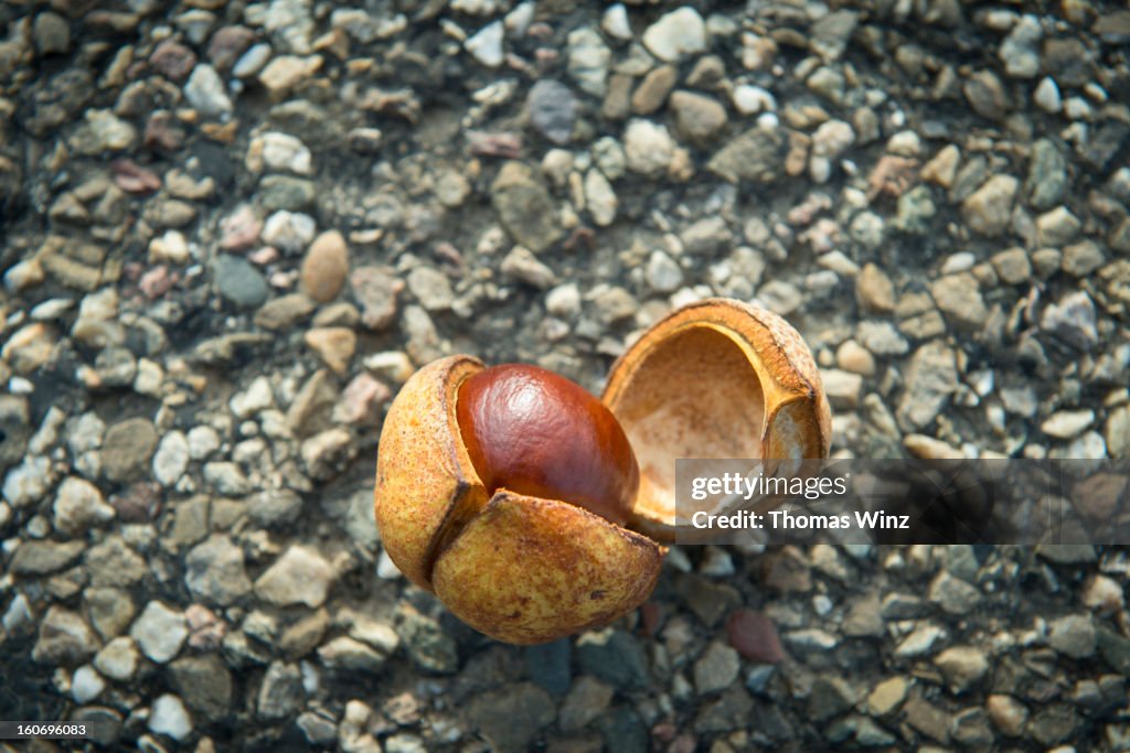 Chestnut and shell on a street