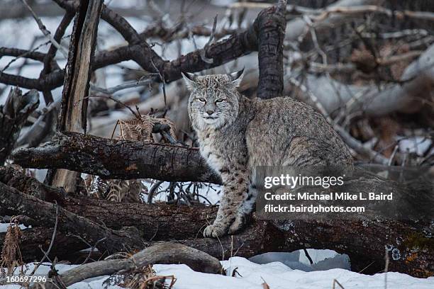 Lynx Rufus Poster 263 Rufus Lynx Stock Photos, High-Res Pictures, and Images - Getty Images