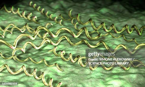 borrelia burgdorferi bacteria, illustration - borreliosis stock illustrations