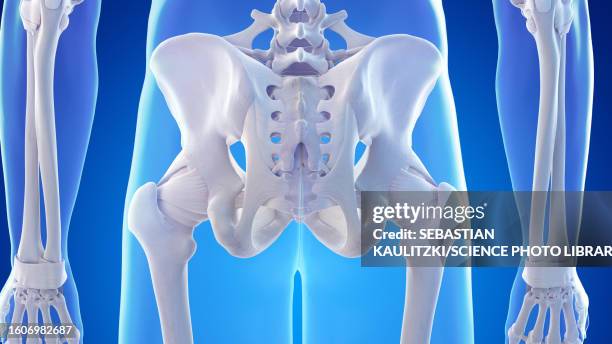 Internal Ilium Rotation 877 Ilium Anatomy Stock Photos, High-Res Pictures, and Images - Getty ...