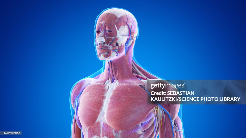 Male upper body anatomy, illustration