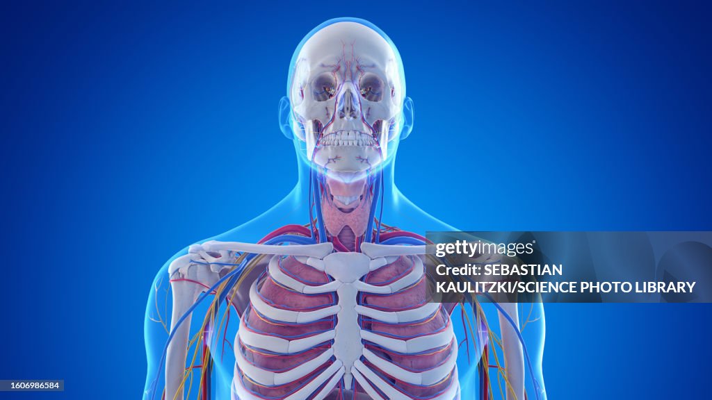 Lithe Upper Body Male Upper Body Anatomy Illustration High-Res Vector Graphic - Getty Images