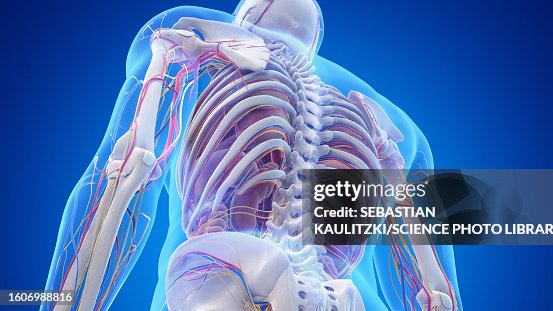 Anatomy Of The Lower Back Illustration High-Res Vector Graphic - Getty ...
