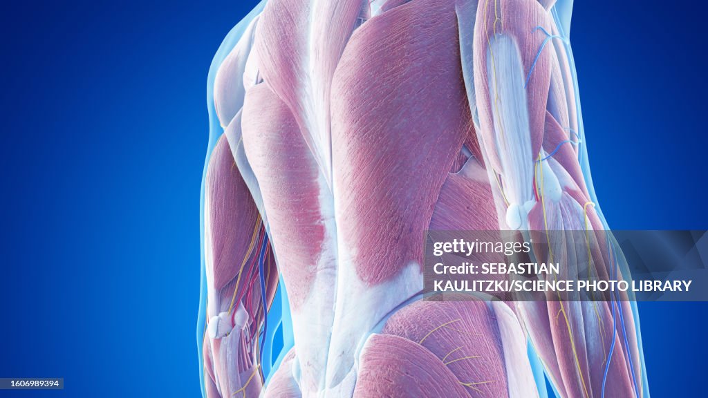 Muscle Anatomy Of The Lower Back Illustration High-Res Vector Graphic