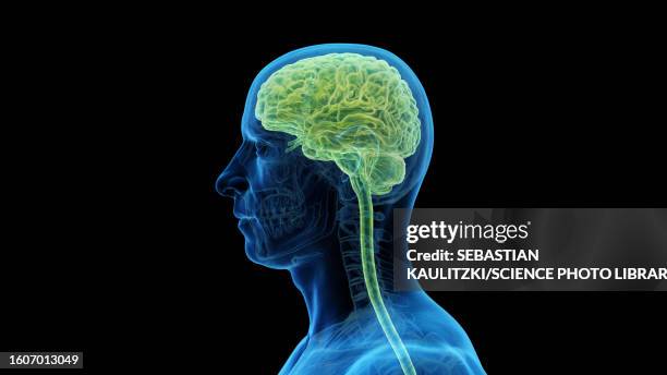 illustrations, cliparts, dessins animés et icônes de brain, illustration - brain illustration