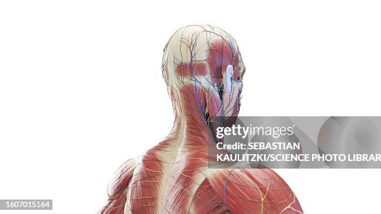 Head Backside Posterior Anatomy Of The Head And Neck Illustration High-Res Vector ...