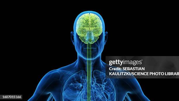 brain, illustration - brain image front facing stock illustrations