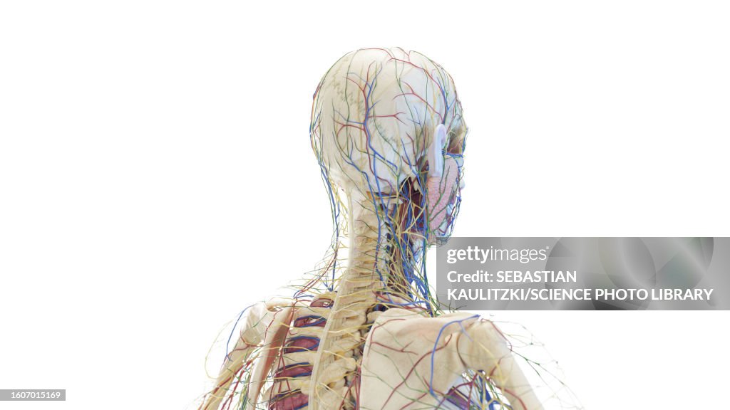 Head Backside Posterior Anatomy Of The Head And Neck Illustration High-Res Vector ...