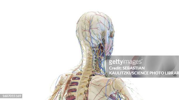 posterior anatomy of the head and neck, illustration - human anatomy organs back view stock illustrations