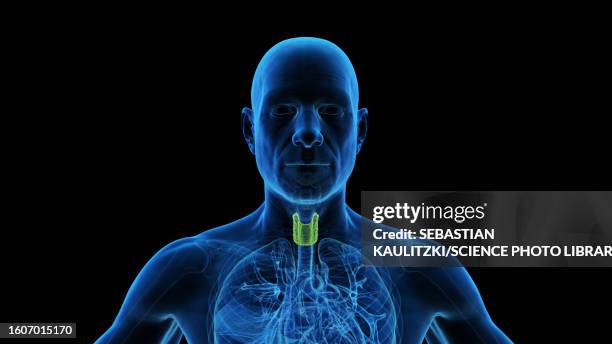 thyroid gland, illustration - thyroid hormone stock illustrations