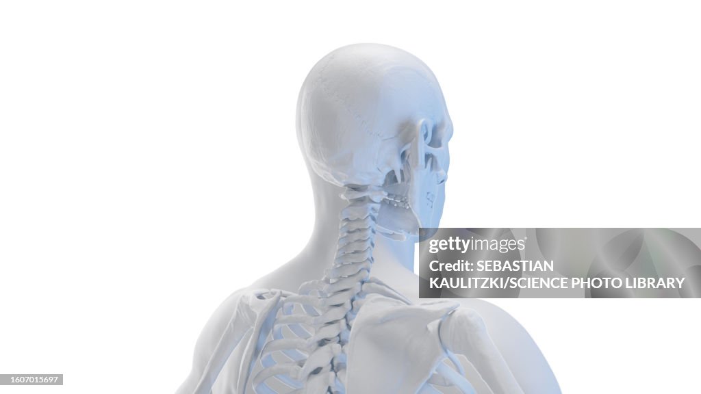 Neck Rotation Involven Bone Bones Of The Head And Neck Illustration High-Res Vector Graphic - Getty ...