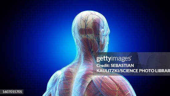 Head Backside Posterior Anatomy Of The Head And Neck Illustration High-Res Vector ...