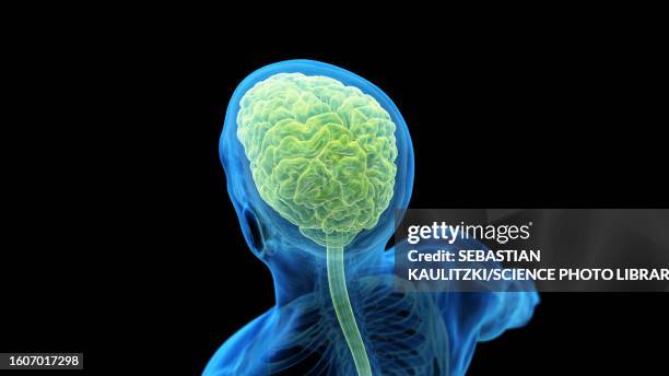 brain and head nerves, illustration - human anatomy organs back view stock illustrations