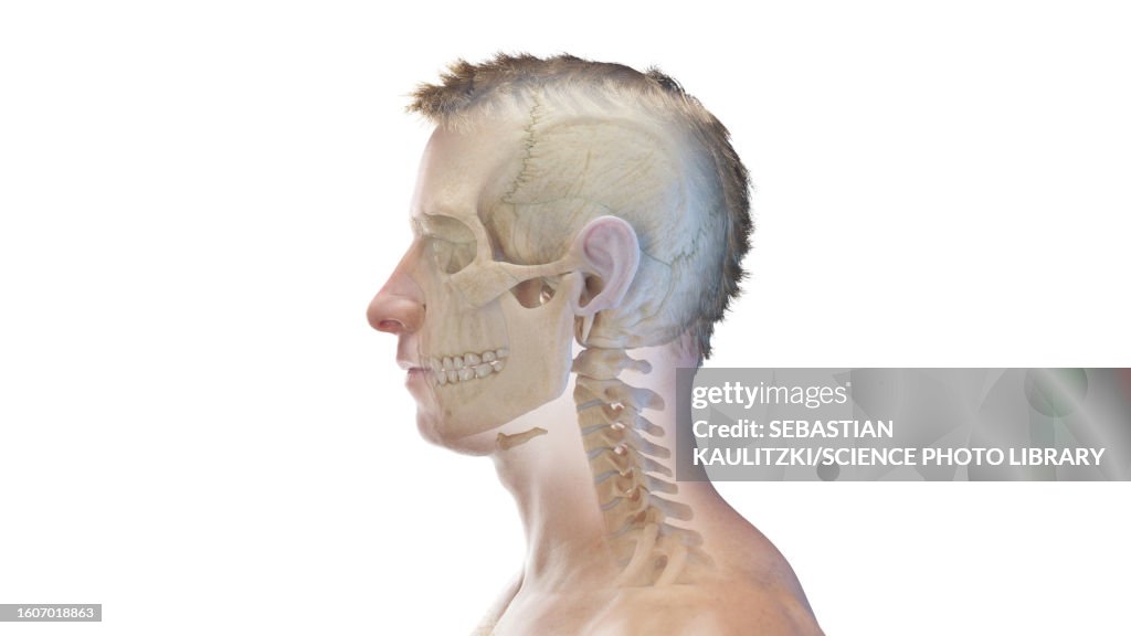 Neck Rotation Involven Bone Bones Of The Head And Neck Illustration High-Res Vector Graphic - Getty ...