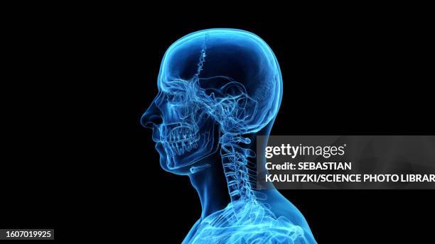 ilustraciones, imágenes clip art, dibujos animados e iconos de stock de bones of the head and neck, illustration - cuello parte del cuerpo