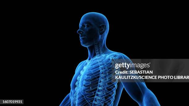 thorax bones, illustration - human body 3d stock illustrations