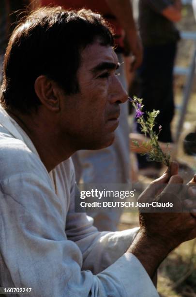 Shooting Of The Film 'the 25th Hour' By Henri Verneuil. Anthony QUINN, en chemise blanche, de profil, humant une fleur violette lors du tournage du...