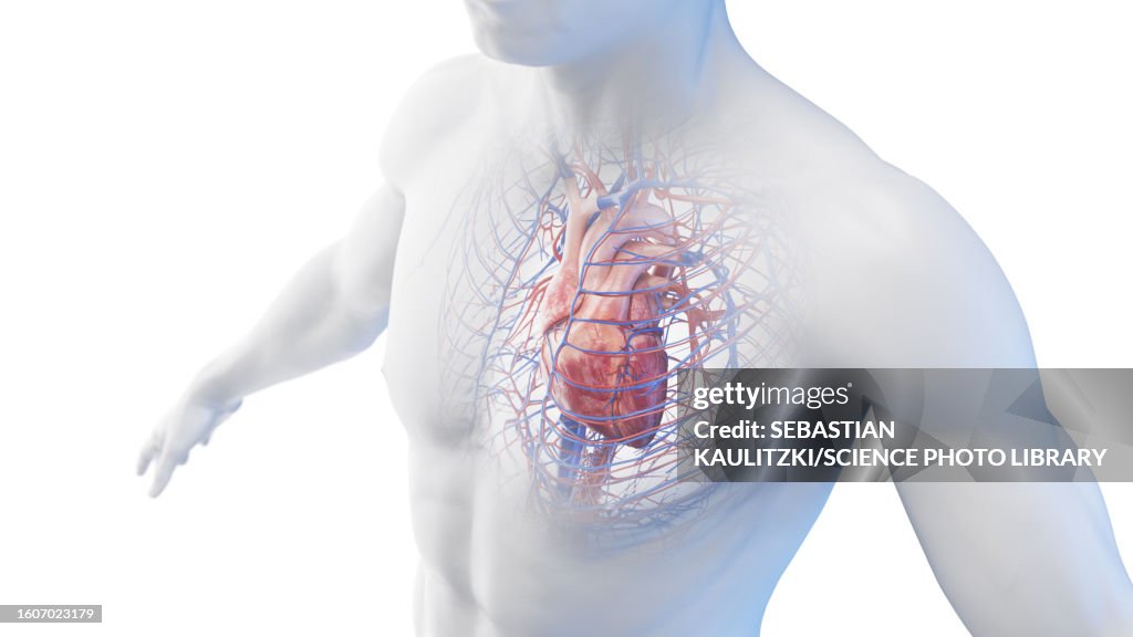 Heart Using Body Heart In A Male Body Illustration High-Res Vector Graphic - Getty Images