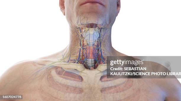 anterior neck anatomy, illustration - epiglottis stock-grafiken, -clipart, -cartoons und -symbole