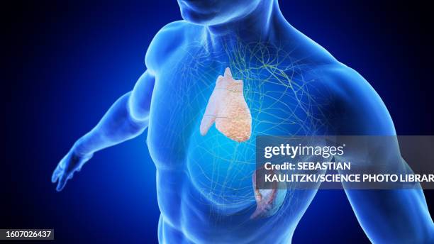 809 Thymus Stock Photos, High-Res Pictures, and Images - Getty