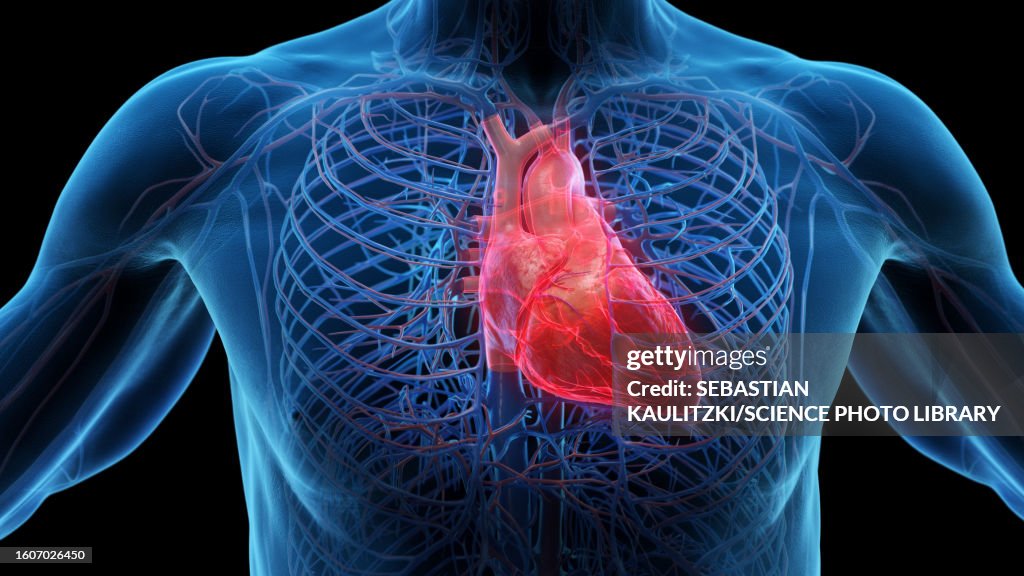 Heart Using Body Heart In A Male Body Illustration High-Res Vector Graphic - Getty Images