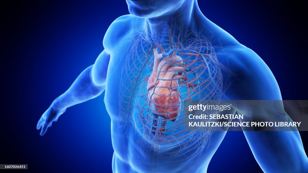Heart Using Body Heart In A Male Body Illustration High-Res Vector Graphic - Getty Images