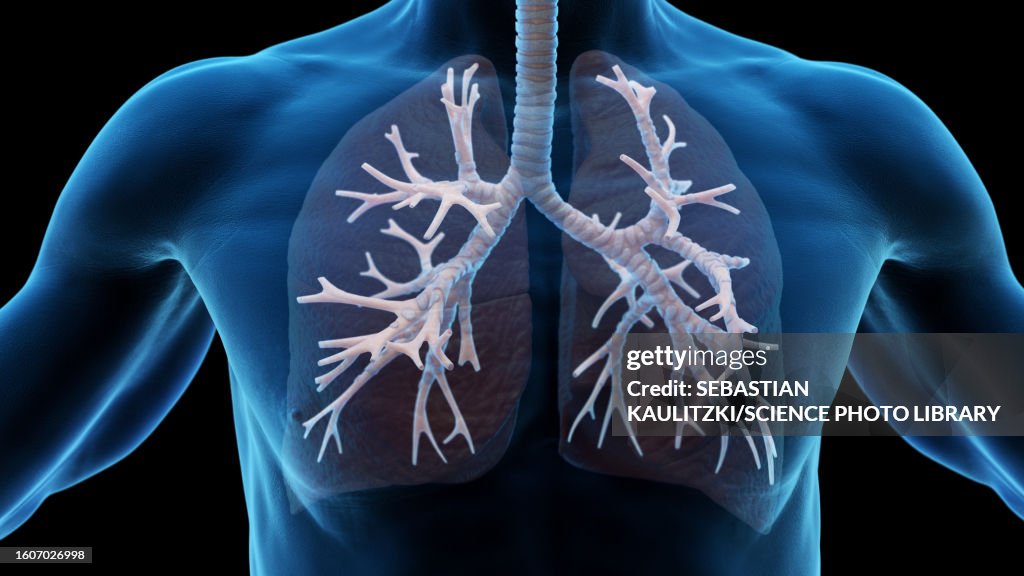 Bronchi, illustration