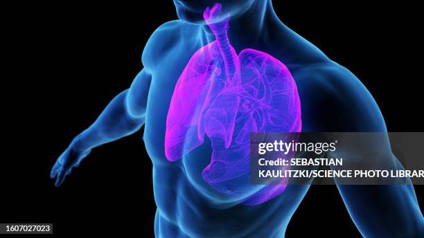 lung, illustration - bronchus stock illustrations