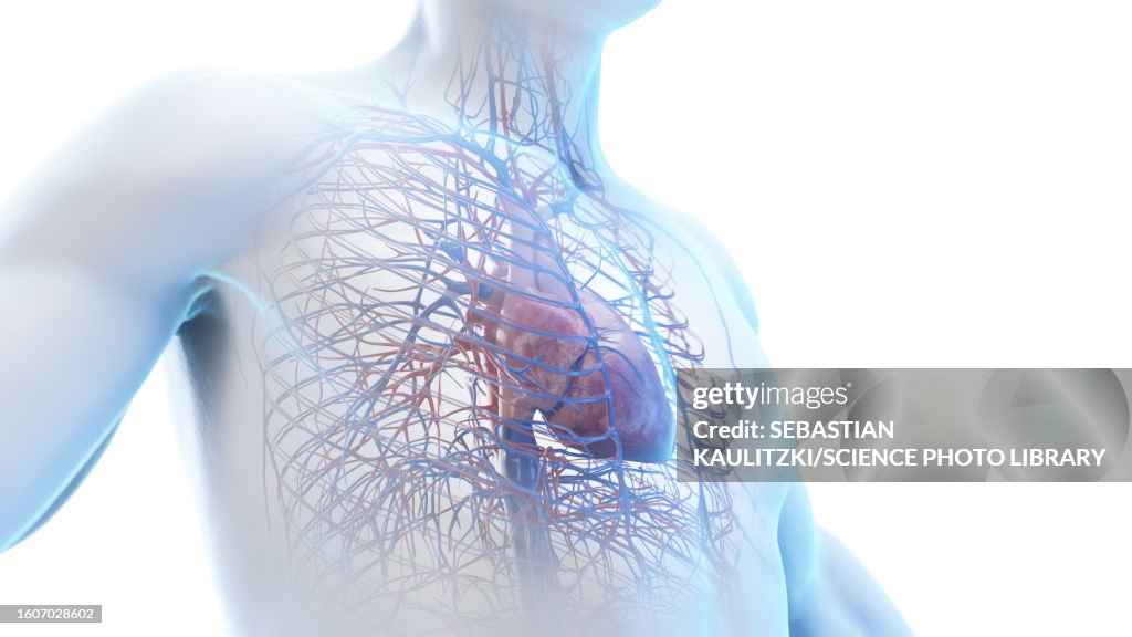 Heart Using Body Heart In A Male Body Illustration High-Res Vector Graphic - Getty Images