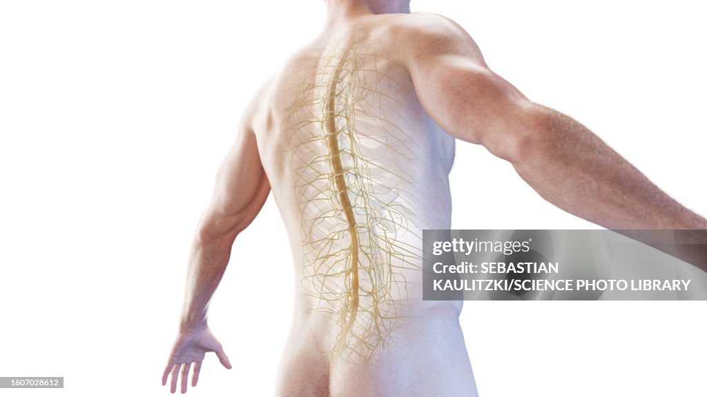 Spinal cord and thorax nerves, illustration