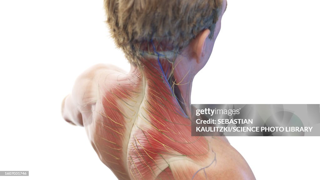 Neck Ropes Muscle Neck Muscles Illustration High-Res Vector Graphic - Getty Images