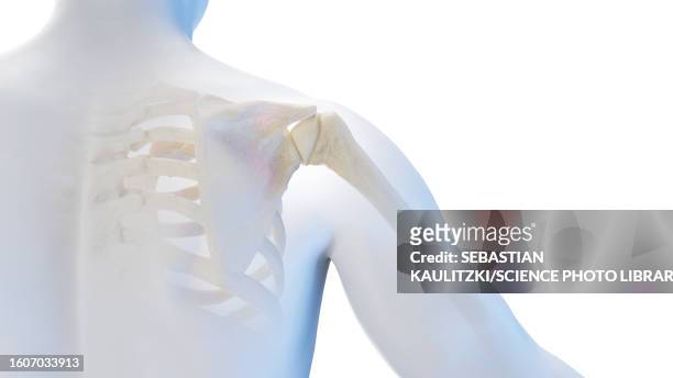 skeletal shoulder, illustration - acromion stock illustrations