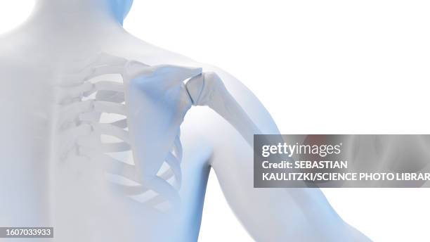 skeletal shoulder, illustration - acromion stock illustrations