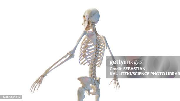 Skeleton Rear 6,464 Human Skeleton Back View Stock Photos, High-Res Pictures, and ...