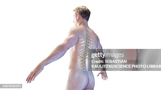 Posterior Skeletal Anatomy Illustration High Res Vector Graphic Getty posterior-skeletal-anatomy-illustration-high-res-vector-graphic-getty