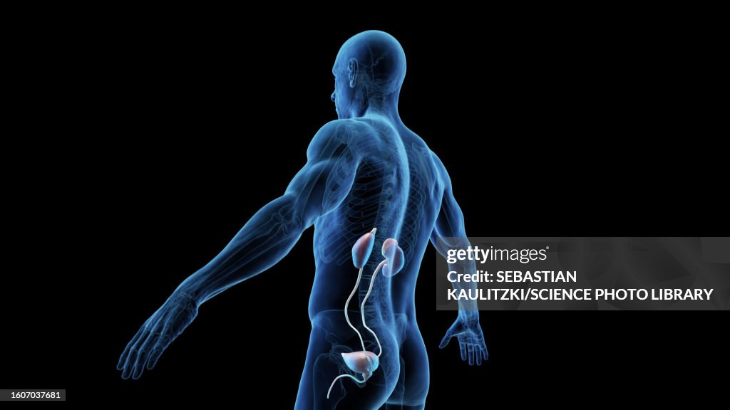 Urinary System Diffusion Urinary System Illustration High-Res Vector Graphic - Getty Images