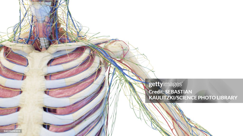 Anatomy of the shoulder, illustration