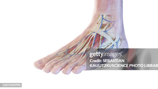 Fore Toe Anatomy Of The Foot Illustration High-Res Vector Graphic - Getty Images