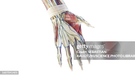 Anatomy Of The Hand Illustration High Biology Diagrams
