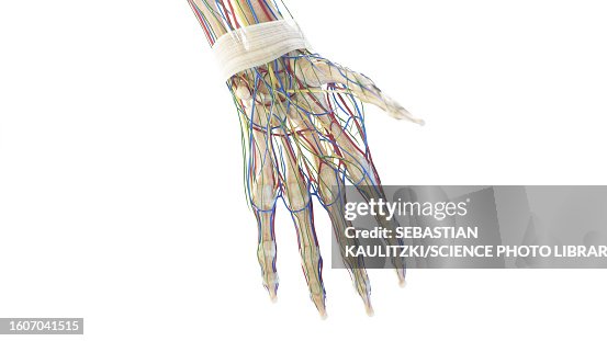Anatomy Of The Hand Illustration High Biology Diagrams
