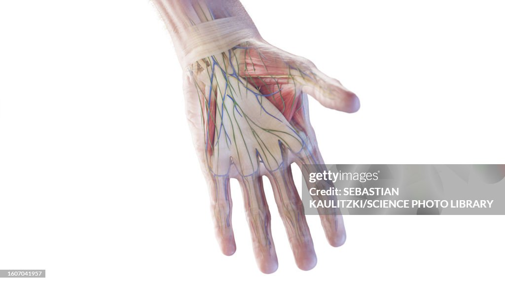 Haend Anatomy Of The Hand Illustration High-Res Vector Graphic - Getty Images