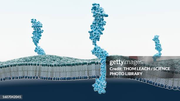 illustrazioni stock, clip art, cartoni animati e icone di tendenza di rage receptors in membrane, illustration - membrana cellulare