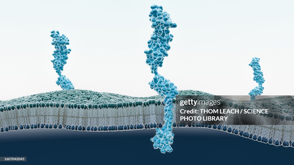 RAGE receptors in membrane, illustration