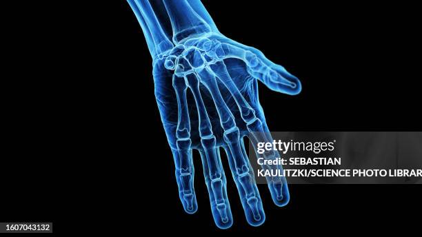 bones of the hand, illustration - wrist anatomy stock illustrations