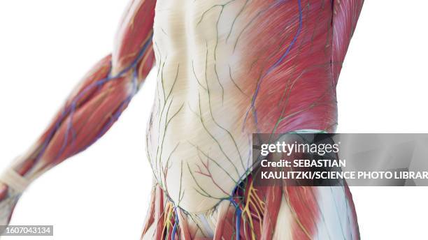 115 Groin Muscles High Res Illustrations Getty Images 115-groin-muscles-high-res-illustrations-getty-images