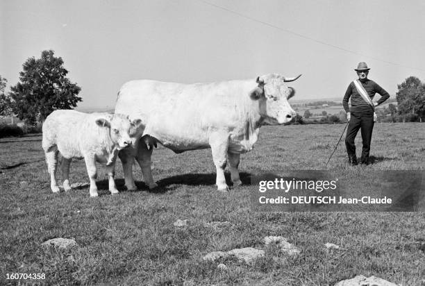 Lords Of The Charolais. France- Bourgogne nivernaise- 1973- Reportage sur les seigneurs du Charolais: un éleveur coiffé d'un chapeau, ceint d'une...