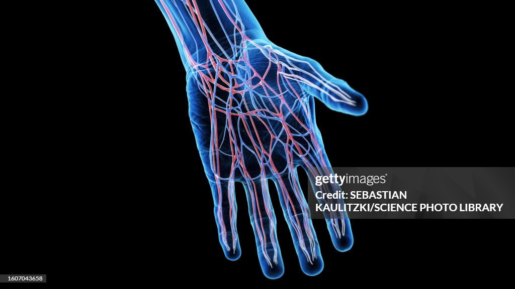 Hand Rx Anatomy Vascular Anatomy Of The Hand Illustration High-Res Vector Graphic ...