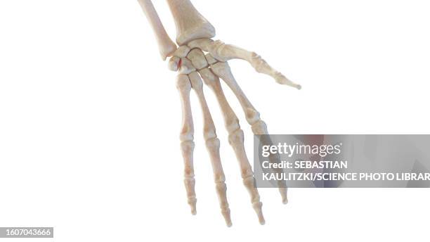 bones of the hand, illustration - skeleton hand stock illustrations