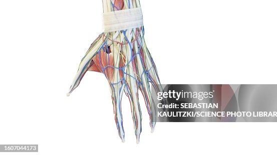 Anatomy Of The Hand Illustration High Biology Diagrams